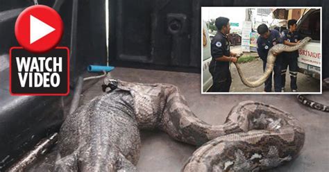 Gigantic 14ft Monster Python Coughs Up Massive Lizard In Stomach