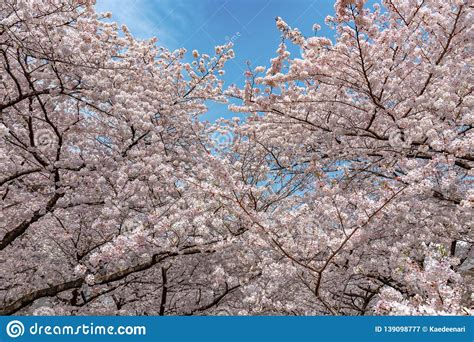Meguro Sakura Cherry Blossom Festival Stock Image Image Of Blooming