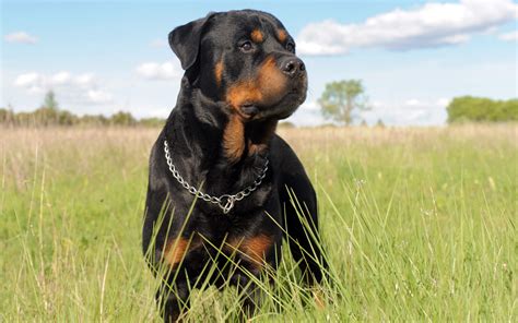 Rottweilers are dogs with a bad reputation, but most of what people think they know about them is in this article i give you 10 of the most common misconceptions about rottweilers, and what the truth is. Rottweiler Hakkında Bilgi ve Merak Edilenler | Pita Pet Nakil