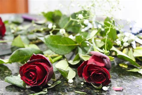 Cari Gambar Bunga Mawar Pixabay