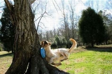 Dogs Celebrating Arbor Day Their Way