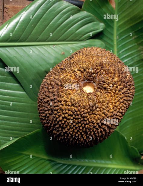 Botany Jackfruit Artocarpus Heterophyllus Harvested Jak Jakfruit