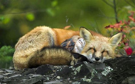 Fox And Owl Cuddle Nature Animals Animals And Pets Baby Animals