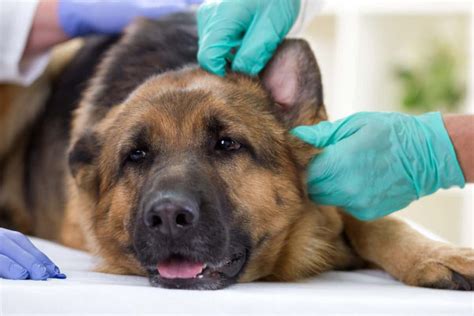 Itchy German Shepherd Why And What To Do The German Shepherder