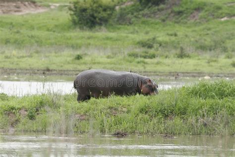 Wild Hippo In African River Water Hippopotamus Hippopotamus Amphibius