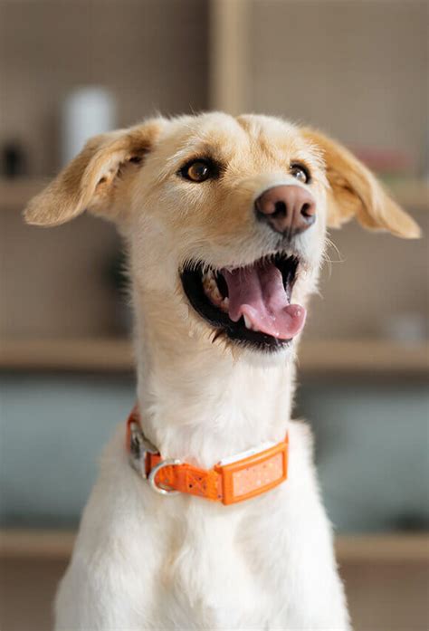 Ginger For Dogs With Cancer Drake Dog Cancer Foundation