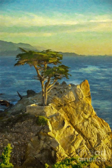 Lone Cypress Tree Photograph By Sheldon Kralstein Pixels