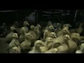 Goose on the Loose Trailer - YouTube