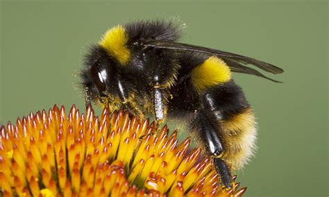 Bumblebees are a favorite of the bee species. Creepy-crawly celebrity contest will highlight UK's ...