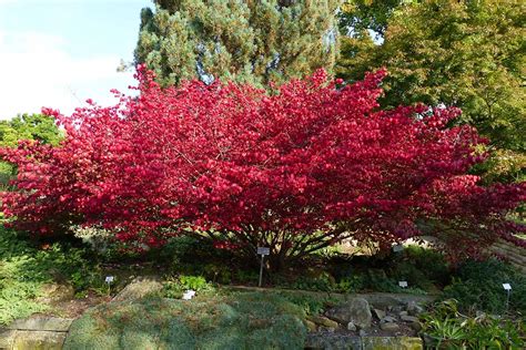 How To Grow And Care For Burning Bushes Gardeners Path