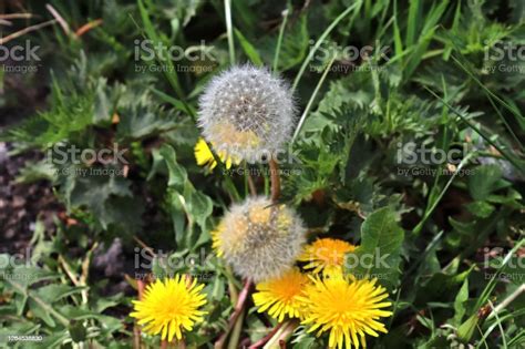 Close Up View At A Blowball Flower Found On A Green Meadow Full Of