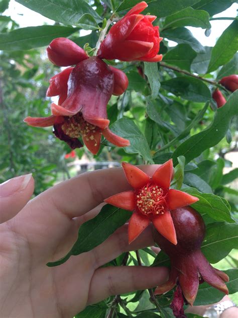 Pin By Ashlee Fells On Gardening Fruit Plants Edible Garden Fruit