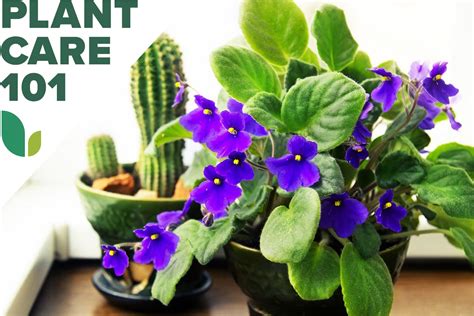 African Violet Care 101 Meet The Low Maintenance Houseplant That