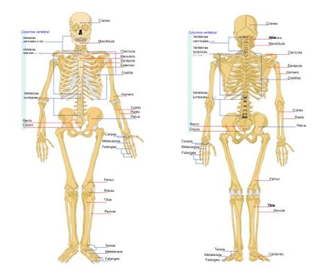Huesos Que Conforman El Esqueleto Axial Ulas