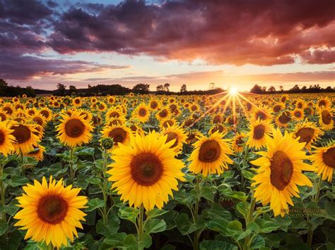 Free Download 45 Sunflower Sunset Hd Wallpapers Download At