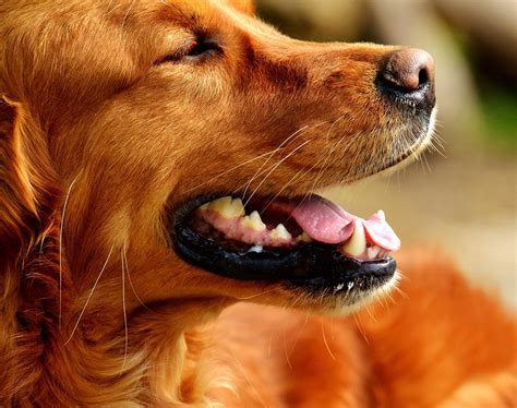 How To Groom A Golden Retriever Top Tips For Home Grooming
