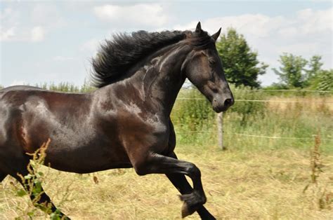 Gratis Afbeelding Dier Paarden Cavalerie Zwart Paard Hengst Gras