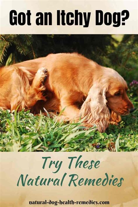 Natural Itch Relief For Dogs Remedies For Itchy Dog Skin