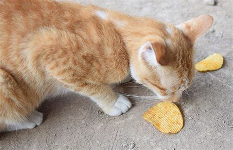 Can Cats Eat Potato Chips Is It Harmful To Them