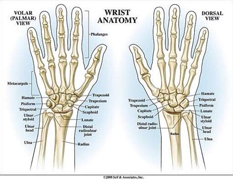 Huesos De Las Manos Wrist Anatomy Anatomy Hand Bone Anatomy