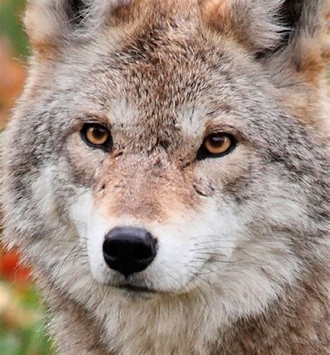 Coyote Facts Animal Facts Encyclopedia