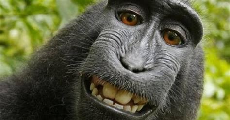 El Chango De La Selfie Está En Peligro De Extinción En Indonesia El