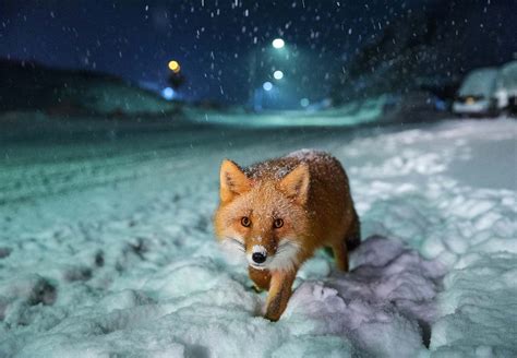 Highlights 5 2018 Sony World Photography Awards World Photography