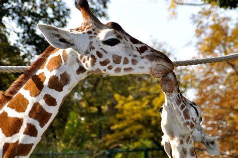 Giraffes Kiss Zoo · Free Photo On Pixabay