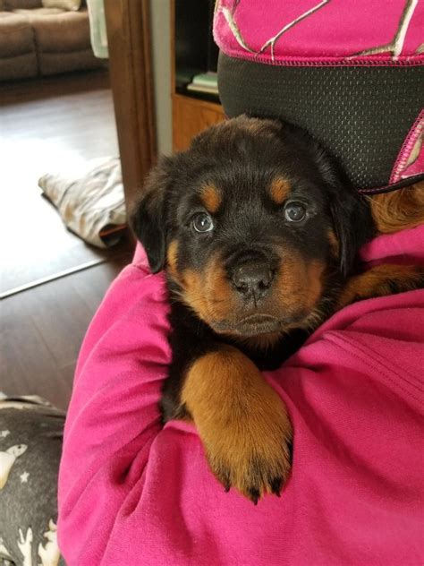 Our rottweiler puppies for sale can be shipped to the following states: Rottweiler Puppies For Sale | Gresham, WI #323378