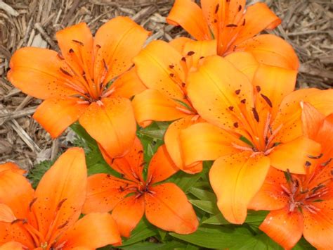 Saskatchewan Lily Great Vacation Spots Prairie Flower Best Places