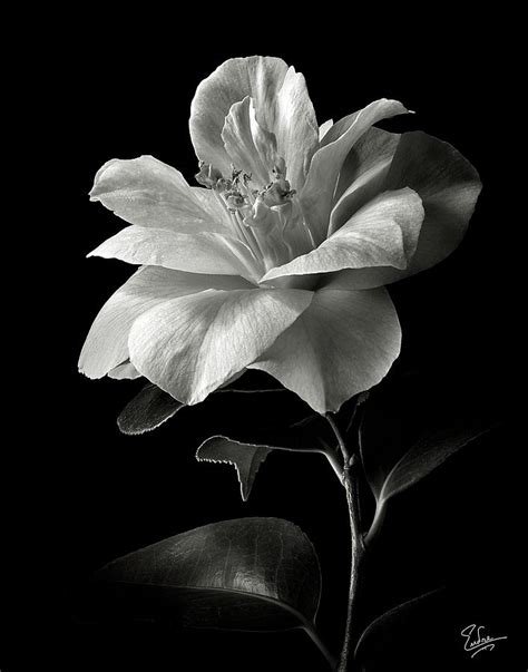 Camellia In Black And White Photograph By Endre Balogh