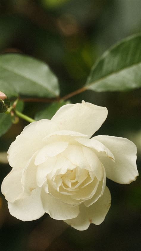 Download Wallpaper 938x1668 Rose Flower Petals White Macro Blur