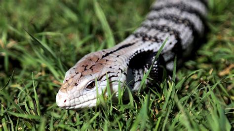 Meet Our Blue Tongued Skink Irwin Tiny Tails To You Youtube