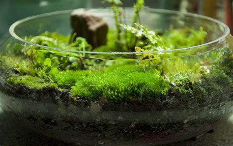 How To Grow And Keep Moss Alive Dengarden