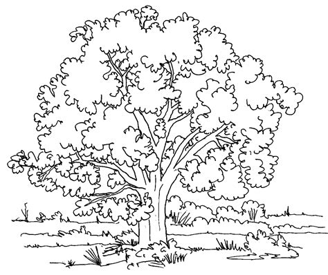 Free Printable Tree Coloring Pages For Kids