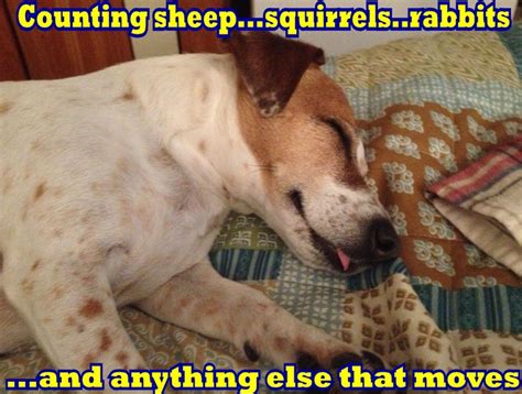 15 Funny Jack Russell Memes To Make Your Day Page 4 Of 5