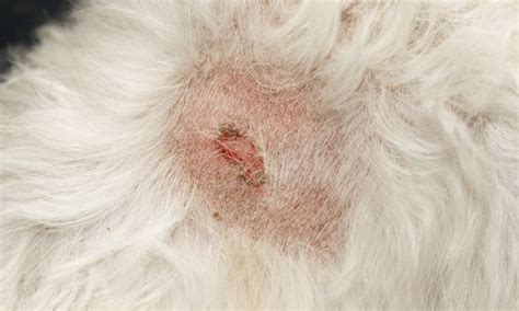 Canine Atopic Dermatitis And Immunotherapy Veterinary Team Brief