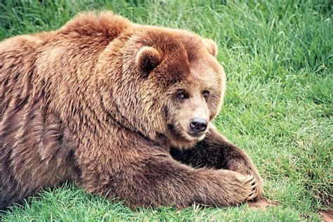 Brown Bear Bears Mammal Free Photo On Pixabay Pixabay