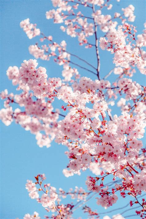 Sakura Tree Beautiful Wallpaper For Phone Wallpapersupdate