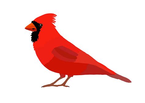 Cardinal Drawing On Behance