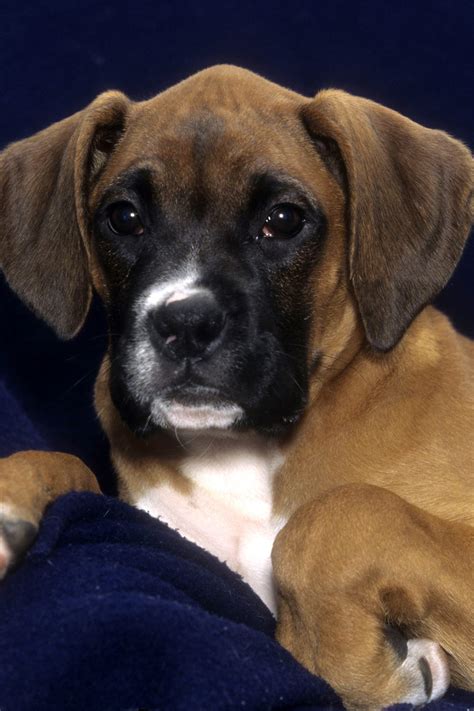Boxer Puppies 25 Beautiful Boxer Babies Talk To Dogs