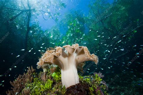 Corals Growing Near Mangroves Stock Image C0319685 Science Photo