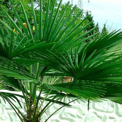 Trachycarpus Fortunei Hardy Chusan Windmill Fan Palm