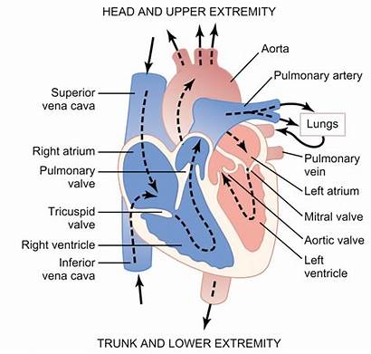 Anatomy Basic Cardiac Heart Bishop Clinical Chemistry