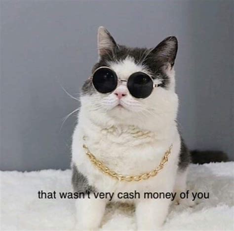 24 Stupid Cat Pics And Memes Thatll Have You Feline Good Got Memes