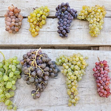 Grapes Are One Of The Best Things About Fall Grape Types Grapes