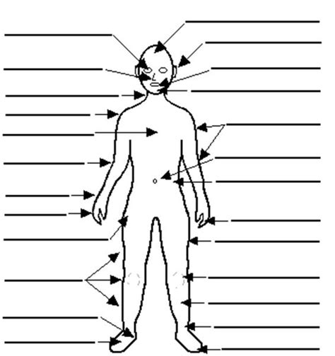 Parts of the body male. Human Body Diagram For Kids Without Labels