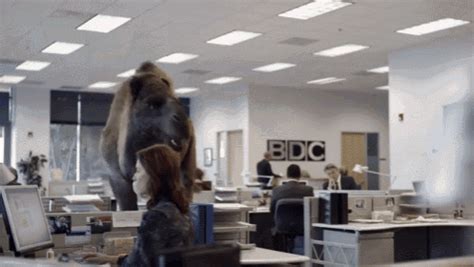 Humpday GIF Mike Humpday Camel Discover Share GIFs