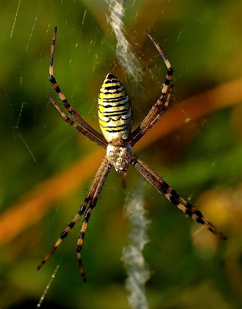 Természet fotók: pókok
