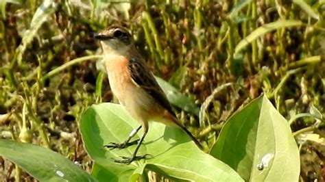 Siberian Stonechat Or Asian Stonechat Female Saxicola Maurus黑喉石鹡 11 23